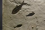 Stunning Green River Fossil Fish Mural with Multiple Species #382728-4
